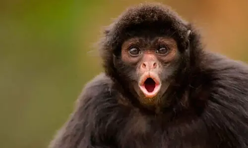 ഇരിക്കൂറിൽ കുരങ്ങുശല്യം രൂക്ഷം പൊറുതിമുട്ടി ജനം