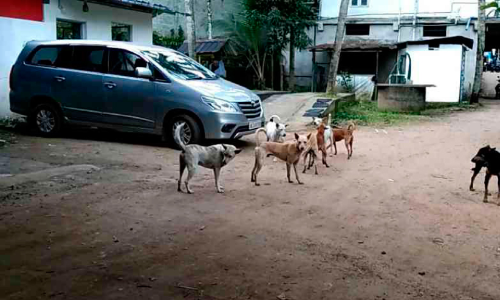 പേപ്പട്ടി ഭീതിയിൽ കാഞ്ഞുവയൽ പ്രദേശം പേപ്പട്ടി ഭീതിയിൽ കാഞ്ഞുവയൽ പ്രദേശം