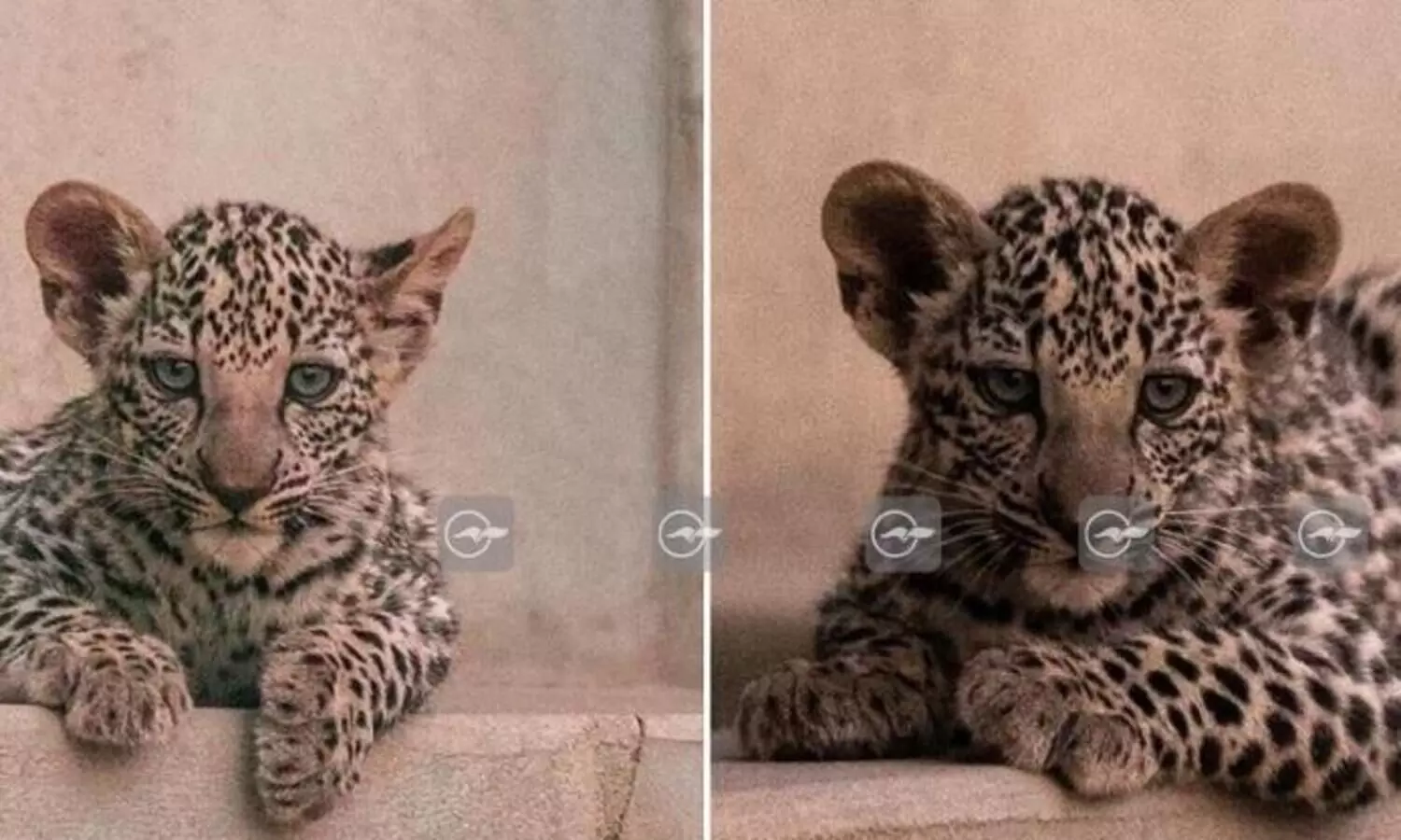 അൽ ഉല റോയൽ കമ്മീഷൻ വന്യജീവി ഗവേഷണ കേന്ദ്രത്തിൽ രണ്ട് അറേബ്യൻ പുള്ളിപ്പുലികൾ പിറന്നു