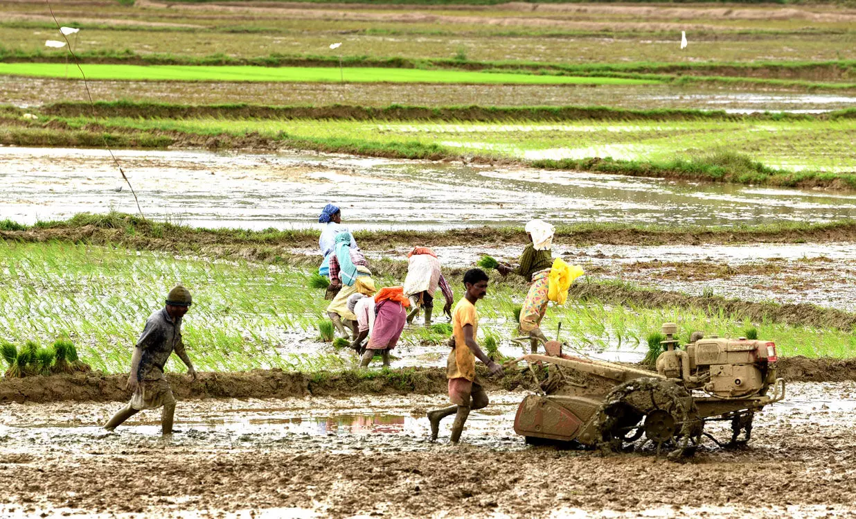 രണ്ടാംകൃഷി നെല്ല്​ സംഭരണം:  കർഷകർക്ക്​ കിട്ടാനുള്ളത് 28.24 കോടി,  കൊ​യ്ത്തു​ന​ട​ന്ന‌​ത് 5,149 ഹെ​ക്ട​റി​ൽ