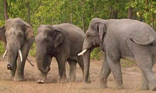 കാട്ടാനയുടെ ആക്രമണത്തിൽ കുട്ടിയടക്കം മൂന്ന് പേർ കൊല്ലപ്പെട്ടു