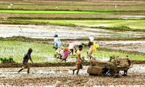 രണ്ടാംകൃഷി നെല്ല്​ സംഭരണം:  കർഷകർക്ക്​ കിട്ടാനുള്ളത് 28.24 കോടി,  കൊ​യ്ത്തു​ന​ട​ന്ന‌​ത് 5,149 ഹെ​ക്ട​റി​ൽ