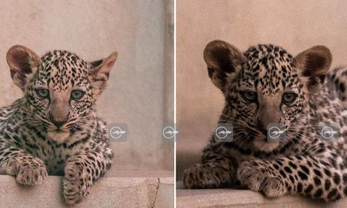 അൽ ഉല റോയൽ കമ്മീഷൻ വന്യജീവി ഗവേഷണ കേന്ദ്രത്തിൽ രണ്ട് അറേബ്യൻ പുള്ളിപ്പുലികൾ പിറന്നു