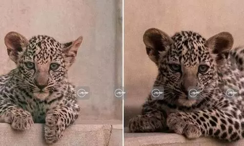 അൽ ഉല റോയൽ കമ്മീഷൻ വന്യജീവി ഗവേഷണ കേന്ദ്രത്തിൽ രണ്ട് അറേബ്യൻ പുള്ളിപ്പുലികൾ പിറന്നു