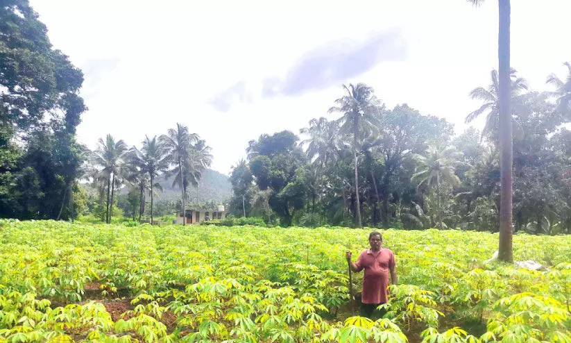 വേലായുധൻ നായരുടെ വേലതന്നെ കൃഷി വേലായുധൻ നായരുടെ വേലതന്നെ കൃഷി