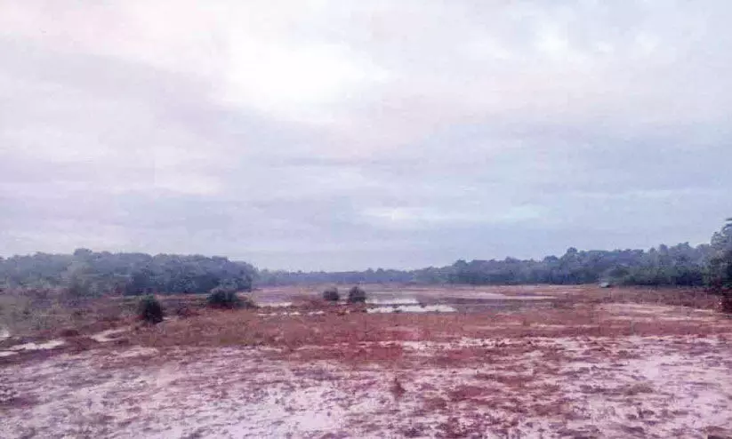 ചാലക്കുടിപ്പുഴയിൽനിന്ന് രാസമാലിന്യം വെസ്റ്റ് കൊരട്ടി പാടശേഖരത്തിൽ നാശം