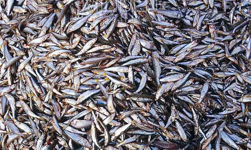 വർഷം ആറ് ലക്ഷം ടൺ മത്സ്യ-മാംസാദികൾ പാഴാകുന്നതായി റിപ്പോർട്ട് വർഷം ആറ് ലക്ഷം ടൺ മത്സ്യ-മാംസാദികൾ പാഴാകുന്നതായി റിപ്പോർട്ട്