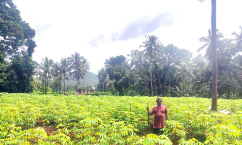 വേലായുധൻ നായരുടെ വേലതന്നെ കൃഷി