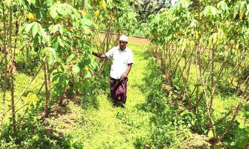 കൃഷി തപസ്യയാക്കി കോയക്കുട്ടി