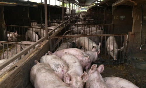 പ​ന്നി സ്റ്റാ​ൾ പൂ​ട്ടി​ച്ചു