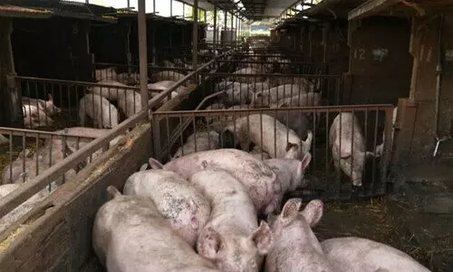 പ​ന്നി സ്റ്റാ​ൾ പൂ​ട്ടി​ച്ചു