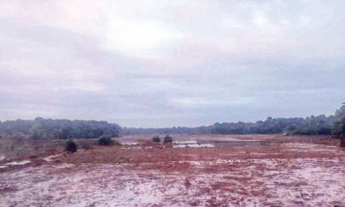 ചാലക്കുടിപ്പുഴയിൽനിന്ന് രാസമാലിന്യം വെസ്റ്റ് കൊരട്ടി പാടശേഖരത്തിൽ നാശം
