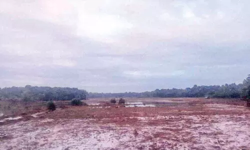 ചാലക്കുടിപ്പുഴയിൽനിന്ന് രാസമാലിന്യം വെസ്റ്റ് കൊരട്ടി പാടശേഖരത്തിൽ നാശം