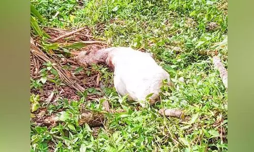 തെരുവുനായ്ക്കളുടെ ആക്രമണത്തിൽ രണ്ട് ആട് ചത്തു