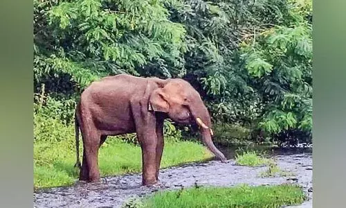 അവശനിലയിലായ ഒറ്റയാനായി തിരച്ചിൽ