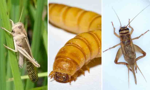 ചീവീടിനെയും വെട്ടുകിളികളെയും പുഴുക്കളെയും കഴിക്കൂ- യൂറോപ്യൻ കമീഷൻ