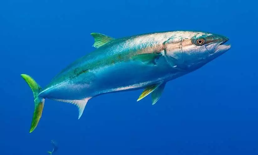 അയക്കൂറയെ പിടിച്ചാൽ 300 റിയാൽ പിഴ, തടവ്