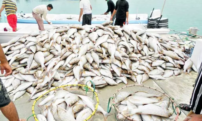 ദോഫാറിൽ കഴിഞ്ഞ വർഷം ചാകര