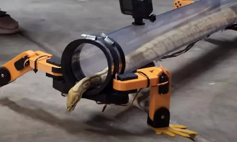 YouTuber Gives Snakes Robotic Legs To Walk, Internet Surprised