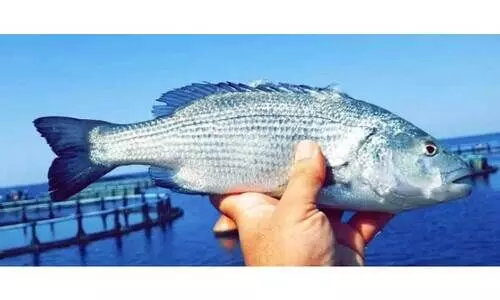 സ്വദേശി വനിതകൾ മത്സ്യബന്ധന മേഖലയിലേക്കും