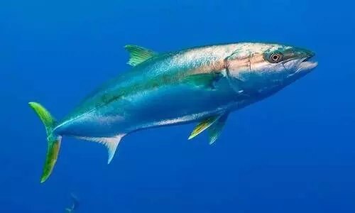 അയക്കൂറയെ പിടിച്ചാൽ 300 റിയാൽ പിഴ, തടവ്