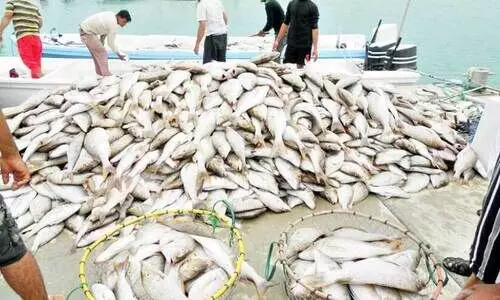 ദോഫാറിൽ കഴിഞ്ഞ വർഷം ചാകര