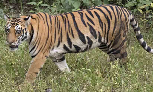 വീണ്ടും കടുവപേടിയിൽ പുൽപള്ളി