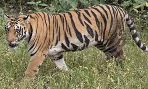 വീണ്ടും കടുവപേടിയിൽ പുൽപള്ളി