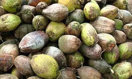 തേങ്ങയെ ചൊല്ലി തർക്കം; മൂന്നു പേര്‍ക്കെതിരെ കേസ്