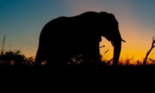 അവശനിലയിലായ ഒറ്റയാനെ തമിഴ്നാട്ടിൽ കണ്ടെത്തി