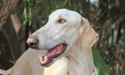 പ്രധാനമന്ത്രിയുടെ ഡോഗ് സ്കോഡിൽ ആദ്യമായി കർണാടകയിൽ നിന്നൊരു നാടൻ നായ