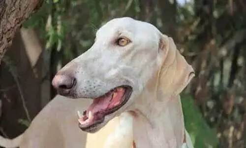 പ്രധാനമന്ത്രിയുടെ ഡോഗ് സ്കോഡിൽ ആദ്യമായി കർണാടകയിൽ നിന്നൊരു നാടൻ നായ