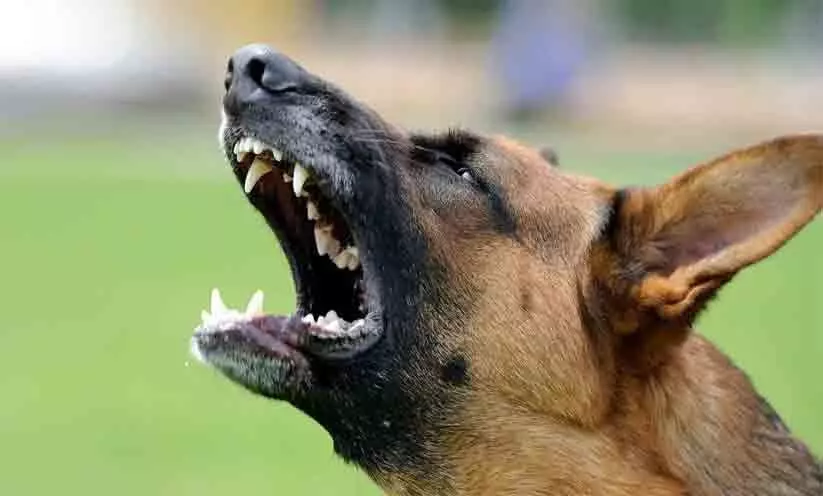 പേവിഷബാധയിൽ ആശങ്ക; ഒരാഴ്ചക്കിടെ മൂന്നു മരണങ്ങൾ കൂടി