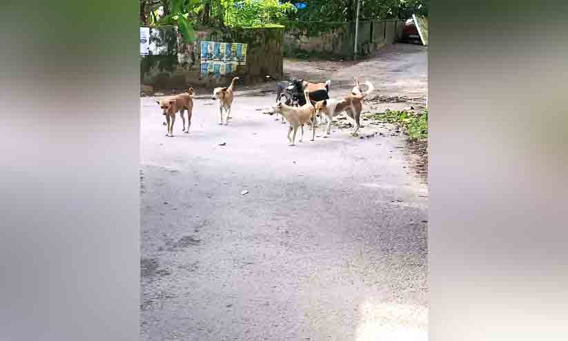 നഗരം തെരുവുനായ്ക്കൾ കൈയടക്കുന്നു; ജനം ഭീതിയിൽ നഗരം തെരുവുനായ്ക്കൾ കൈയടക്കുന്നു; ജനം ഭീതിയിൽ