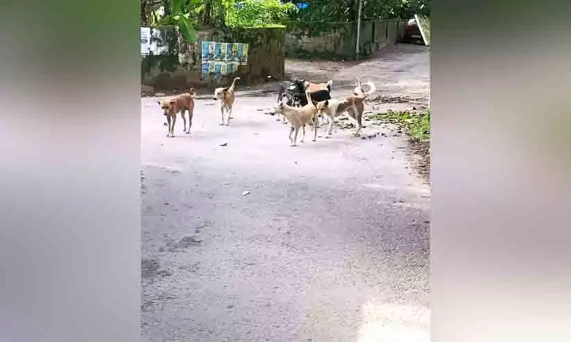 നഗരം തെരുവുനായ്ക്കൾ കൈയടക്കുന്നു; ജനം ഭീതിയിൽ നഗരം തെരുവുനായ്ക്കൾ കൈയടക്കുന്നു; ജനം ഭീതിയിൽ