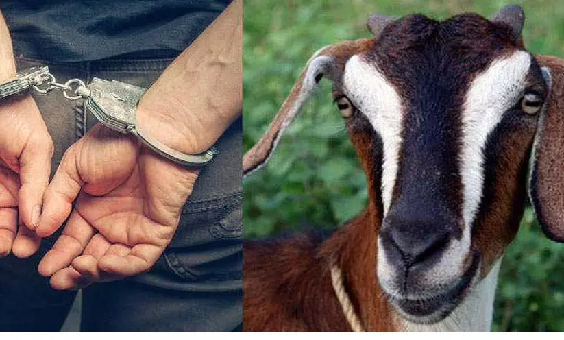 നാലംഗ ആട് മോഷണസംഘം പിടിയിൽ നാലംഗ ആട് മോഷണസംഘം പിടിയിൽ