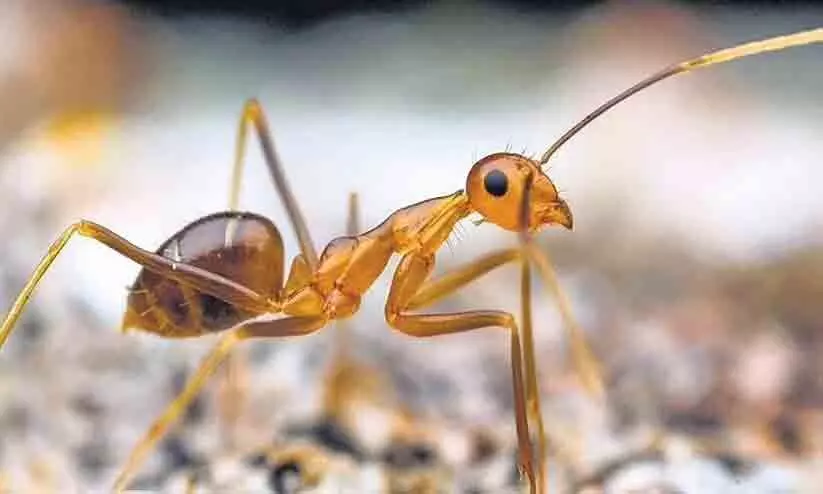 തമിഴ് നാട്ടിലെ ഗ്രാമം പലായനത്തിന്‍റെ വക്കിൽ, കാരണം ഉറുമ്പുകൾ!