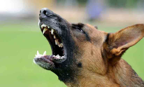 തെരുവുനായ്ക്കൾക്ക് വാക്‌സിനേഷൻ: നടപടിക്കൊരുങ്ങി വൈക്കം നഗരസഭ