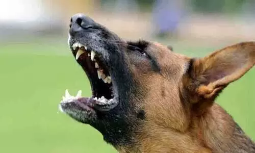 പേവിഷബാധയിൽ ആശങ്ക; ഒരാഴ്ചക്കിടെ മൂന്നു മരണങ്ങൾ കൂടി