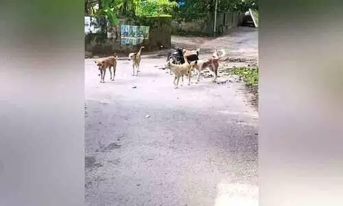 ന​ഗ​രം തെ​രു​വു​നാ​യ്ക്ക​ൾ കൈ​യ​ട​ക്കു​ന്നു; ജ​നം ഭീ​തി​യി​ൽ