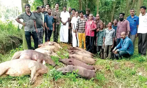 പഞ്ചായത്ത് പ്രസിഡൻറും വേട്ടക്കിറങ്ങി; കാളികാവിൽ പത്ത് കാട്ടുപന്നികളെ വെടിവെച്ചിട്ടു