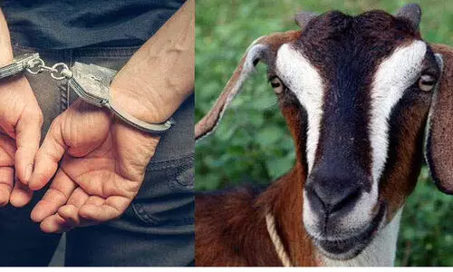 നാലംഗ ആട് മോഷണസംഘം പിടിയിൽ