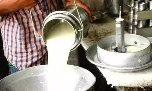 ക്ഷീരകർഷകർക്ക് ഇരുട്ടടിയായി കാലിത്തീറ്റയുടെ വിലവർധന