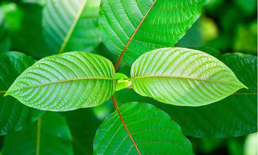 ക്രാറ്റോം: വിൽപന, ഉപയോഗം എന്നിവക്കെതിരെ കർശന നടപടി ക്രാറ്റോം: വിൽപന, ഉപയോഗം എന്നിവക്കെതിരെ കർശന നടപടി