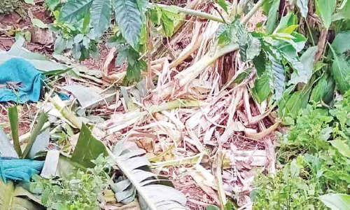 നാട്ടുകാരെ ഭീതിയിലാഴ്ത്തി വൈത്തിരിയിൽ കാട്ടാനകളുടെ വിളയാട്ടം