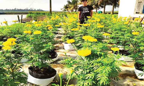 വൈപ്പിനിൽ വീണ്ടും ചെണ്ടുമല്ലി വസന്തം വൈപ്പിനിൽ വീണ്ടും ചെണ്ടുമല്ലി വസന്തം