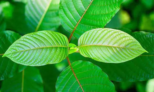 ക്രാ​റ്റോം: വി​ൽ​പ​ന, ഉ​പ​യോ​ഗം  എ​ന്നി​വ​ക്കെ​തി​രെ ക​ർ​ശ​ന ന​ട​പ​ടി​