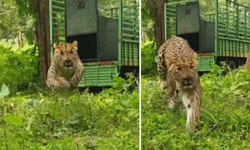 നാലു വയസ്സുകാരിയെ കൊന്ന പുലിയെ പിടികൂടി VIDEO നാലു വയസ്സുകാരിയെ കൊന്ന പുലിയെ പിടികൂടി VIDEO