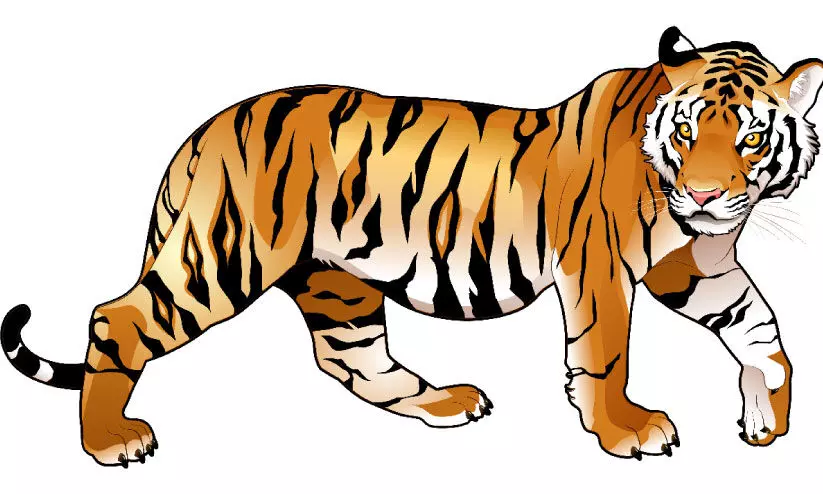 കടുവകൾ വിലസുന്നു; ജനവാസ കേന്ദ്രങ്ങളിൽ ആശങ്ക കടുവകൾ വിലസുന്നു; ജനവാസ കേന്ദ്രങ്ങളിൽ ആശങ്ക