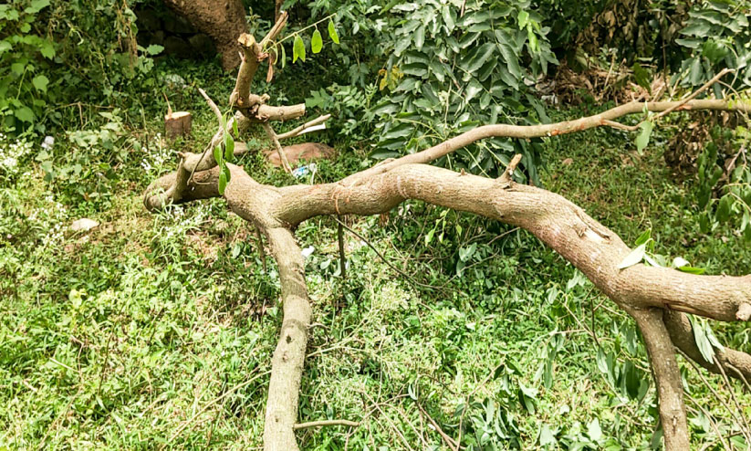 സ്വകാര്യ മേഖലയിൽനിന്ന് വീണ്ടും ചന്ദന മോഷണം സ്വകാര്യ മേഖലയിൽനിന്ന് വീണ്ടും ചന്ദന മോഷണം